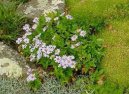 Astra alp�nsk�, hv�zdice alpsk�