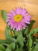 Pokojov� rostliny: Kvetouc� > Astra alp�nsk�, hv�zdice alpsk� (Aster alpinus)