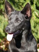 Ps� plemena: Past��sk� > Australsk� kelpie (Australian Kelpie)