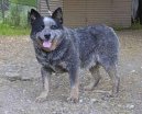 Ps� plemena: Past��sk� > Australsk� hon�ck� pes (Australian Cattledog)