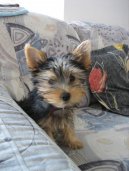 Ps� plemena: Mal� > Australsk� silky teri�r (Australian Silky Terrier)