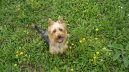 Ps� plemena: Mal� > Australsk� teri�r (Australian Terrier)