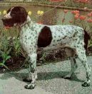 Ps� plemena: Oha�i > Auvergnesk� oha� kr�tkosrst� (Auvergne pointer)