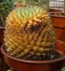 Bakteri�ln� onemocn�n�