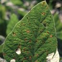 Bakteri�ln� onemocn�n�