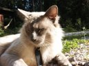 Ko�ky: P��tuln� a p��telsk� > Balin�ska ko�ka (Balinese Cat)