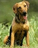 Ps� plemena:  > Balk�nsk� honi� (Serbski Gonic, Serbian Hound)
