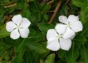 Pokojov� rostliny: Jedovat� > Barv�nek r��ov�, katarantus (Catharanthus roseus)