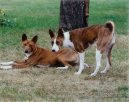 Ps� plemena:  > Basenji
