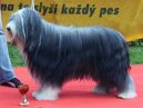 Ps� plemena:  > Bearded kolie (Bearded Collie)