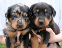Ps� plemena:  > Beauceron (Berger de Beauce, Bauce Shepherd)