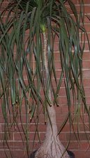 Beaukarnea, slon� noha