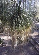 Pokojov� rostliny: Nekvetouc� > Beaukarnea, slon� noha (Beaucarnea recurvata)