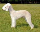 Ps� plemena:  > Bedlington terier (Bedlington Terrier)