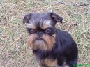 Ps� plemena: Mal� > Belgick� grifonek (Griffon belge, Belgian Griffon)