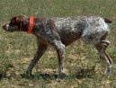 :  > Belgick� oha� (Belgian Shorthaired Pointer)