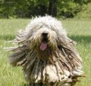 :  > Bergamsk� ov��k (Bergamasco Shepherd Dog)