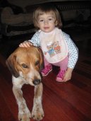 Ps� plemena:  > B�gl-Harier (Beagle Harrier)