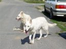 Ps� plemena:  > B�l� �v�carsk� ov��k (Berger Blanc Suisse, White Swiss Shepherd Dog)