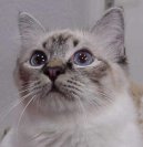 Ko�ky: Klidn� > Birmansk� ko�ka, Birma (Burmese Cat)