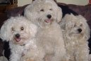 Ps� plemena: Spole�ensk� plemena a toy > Bi�onek (Bichon frise)
