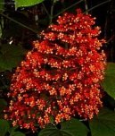 Blahoke�, klerodendrum