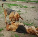 Ps� plemena:  > Bloodhound (Chien de Saint-Hubert)