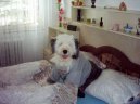 Ps� plemena:  > Bobtail (Old English Sheepdog)