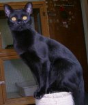 Ko�ky: Klidn� > Bombajsk� ko�ka (Bombay cat)