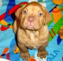 Ps� plemena:  > Bordeauxsk� doga (Dogue de Bordeaux)