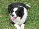 Ps� plemena: Past��sk� > Border kolie (Border Collie)