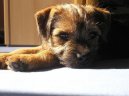 Ps� plemena:  > Border teri�r (Border Terrier)