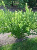 :  > Bor�v�� (Bor�vka)