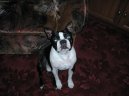 Ps� plemena:  > Bostonsk� teri�r (Boston Terrier)