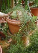 Pokojov� rostliny: Nekvetouc� > Bowiea (Bowiea volubilis)