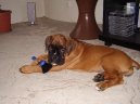 Fotky: N�meck� boxer (foto, obrazky)