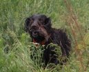 Ps� plemena:  > Boykin �pan�l (Boykin Spaniel)