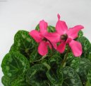 :  > Cikl�men, Brambo��k (Cyclamen)