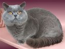 Ko�ky: Kr�tkosrst� > Brazilian Shorthair (Brazilian Shorthair Cat)