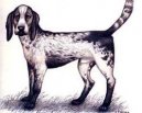 Ps� plemena:  > Brazilsk� honi� (Rastreador Brasileiro)