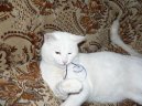 Ko�ky: Kr�tkosrst� > Britsk� kr�tkosrst� ko�ka (British Shorthair Cat)