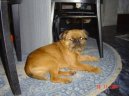 Ps� plemena:  > Bruselsk� grifonek (Griffon Bruxellois, Brussels Griffon)