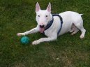 Ps� plemena:  > Bulteri�r (Bullteri�r) (Bull Terrier)