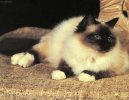 Ko�ky: Kr�tkosrst� > Burma (Sacred Birman Cat)