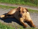 Ps� plemena:  > B�rsk� buldok (Boerboel)