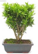 Buxus harlandii, buxus microphylla sinica, Zimostr�z