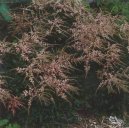 :  > �echrava (Astilbe arendsii)