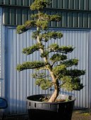 :  > Cesm�na (Ilex crenata)