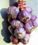 :  > �esnek kuchy�sk� (Allium sativum L.)
