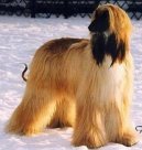 Ps� plemena:  > Afg�nsk� p�vodn� chrt (Afghan Original Hound)